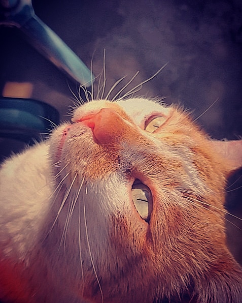 My cat Arthur
