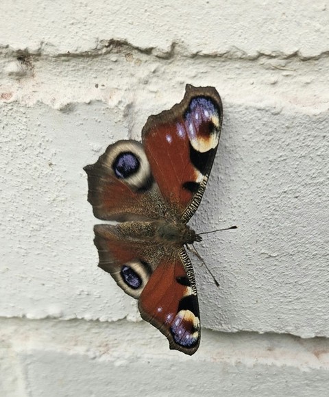 snout, butterfly duvar kağıtları
