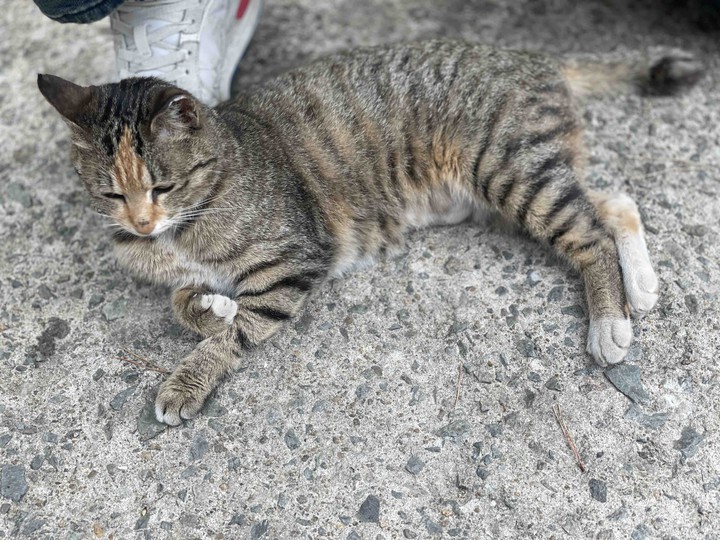 고양이