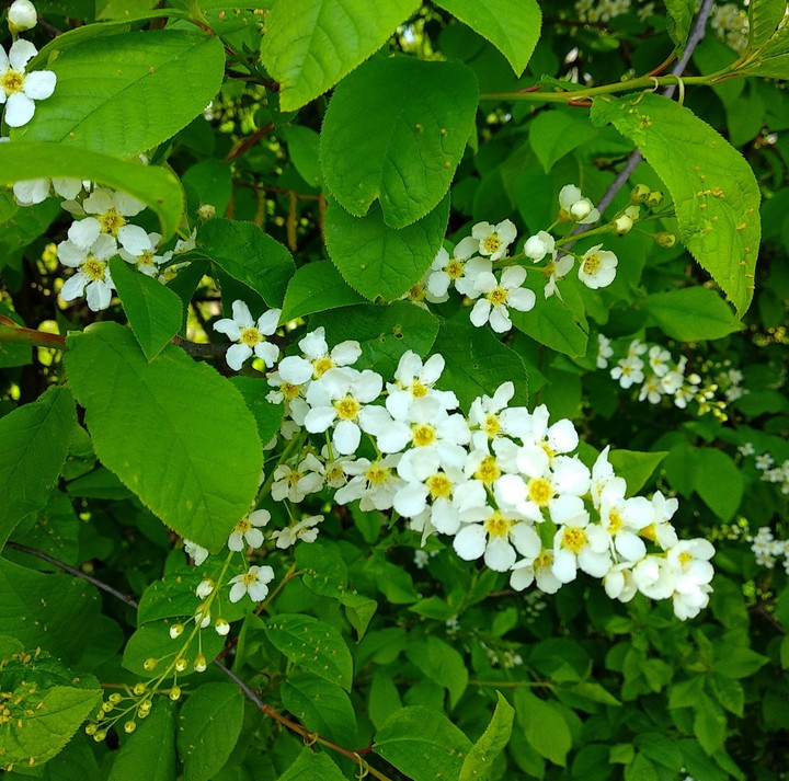 Blüten