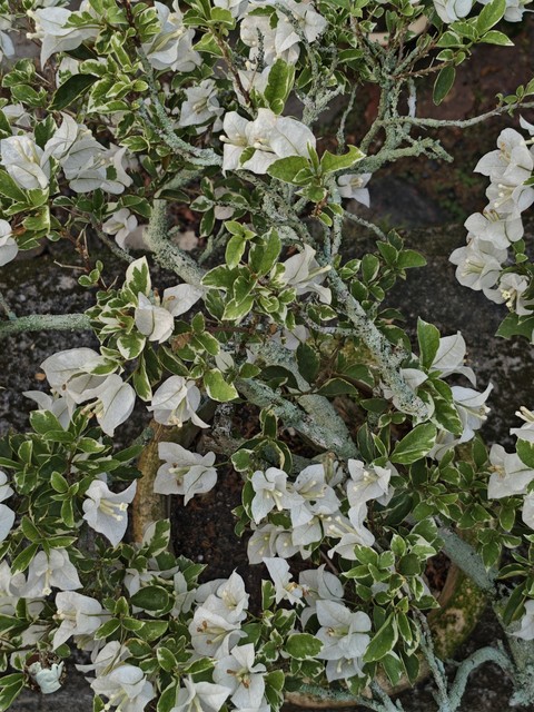 тапети flower, jasmine