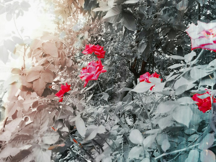 Rose