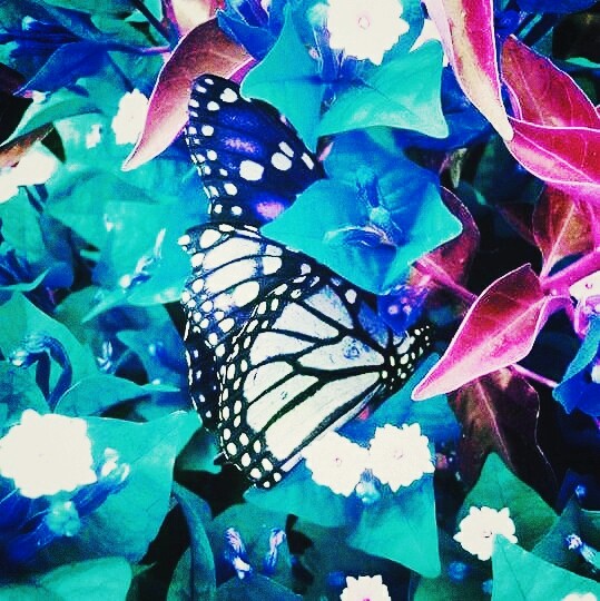 mystic butterfly