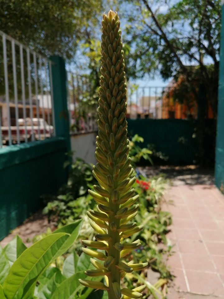 El jardin