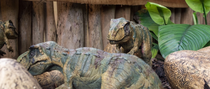 dinasor