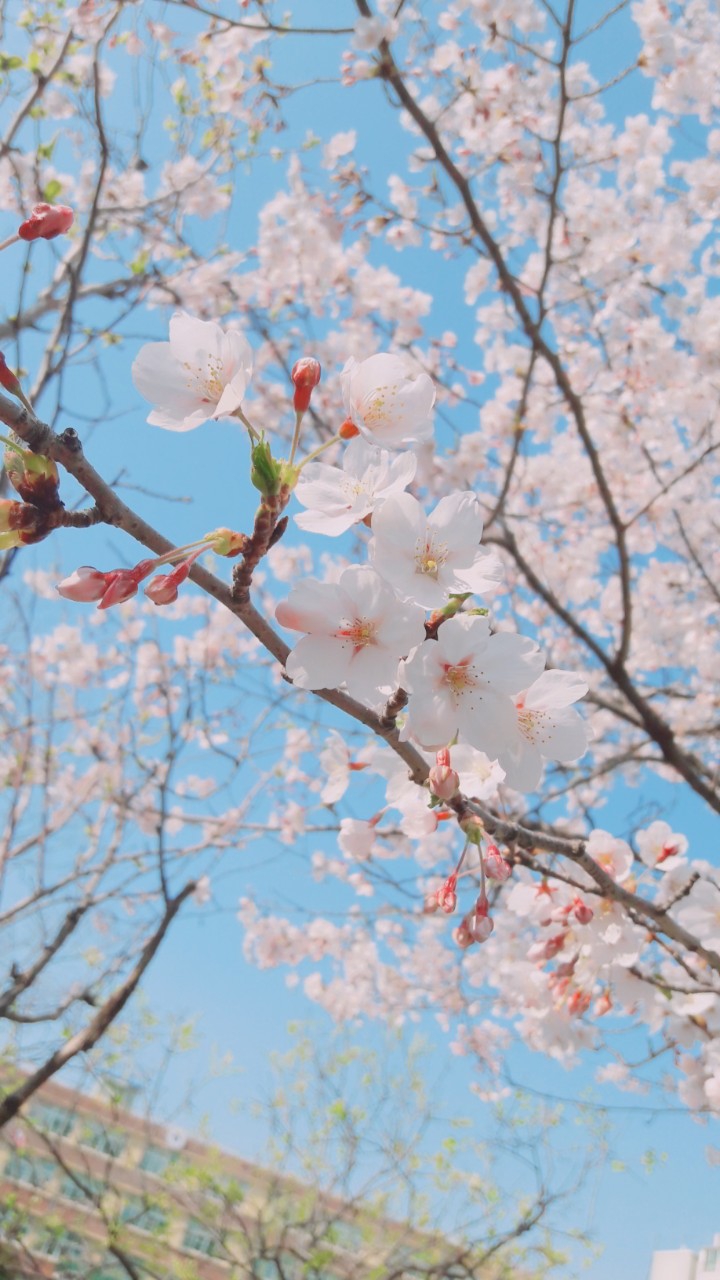 벚꽃