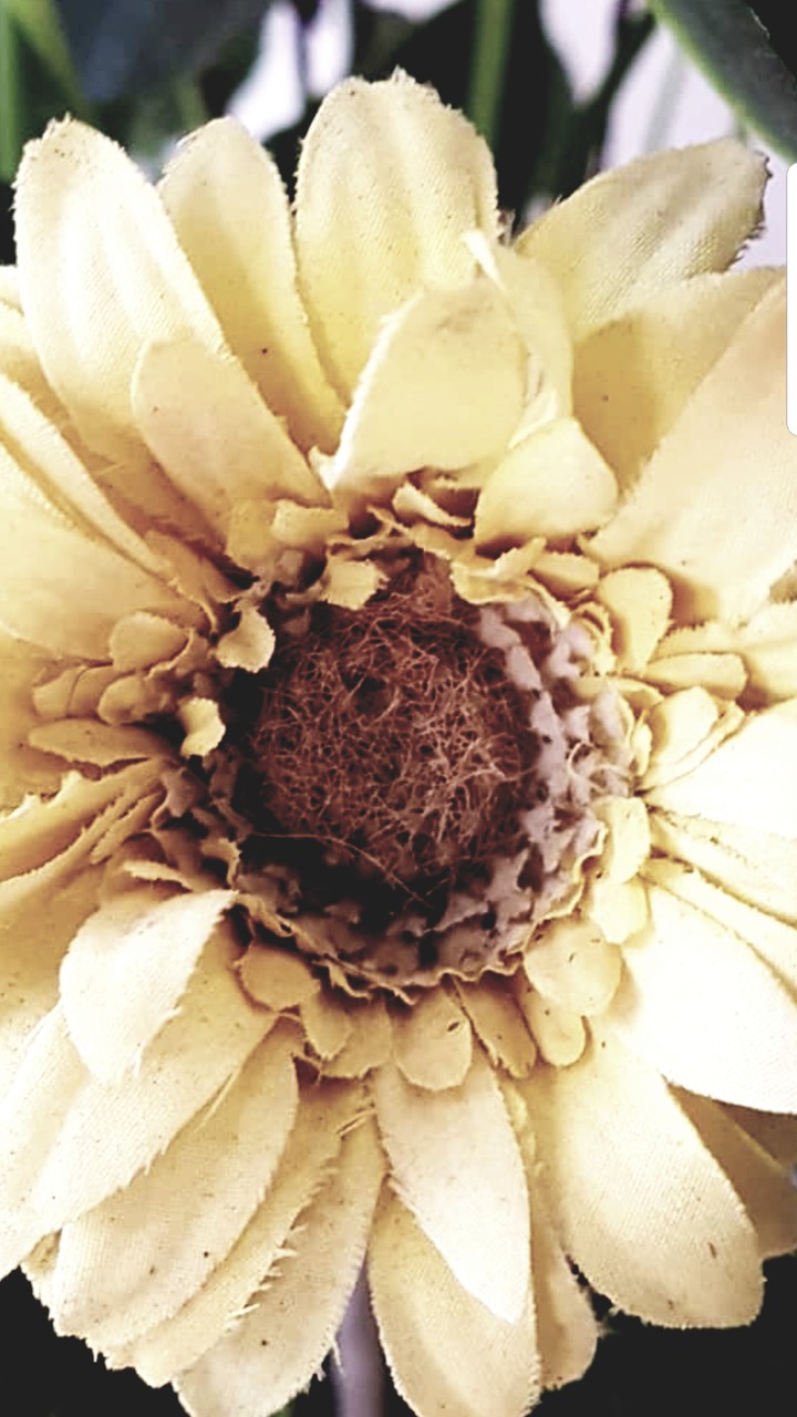 fiore