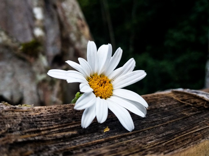 Daisy flower