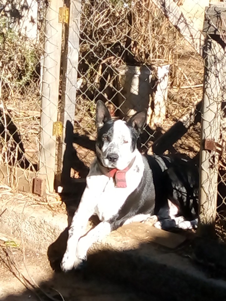 manchas