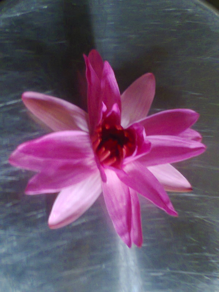 Lotus