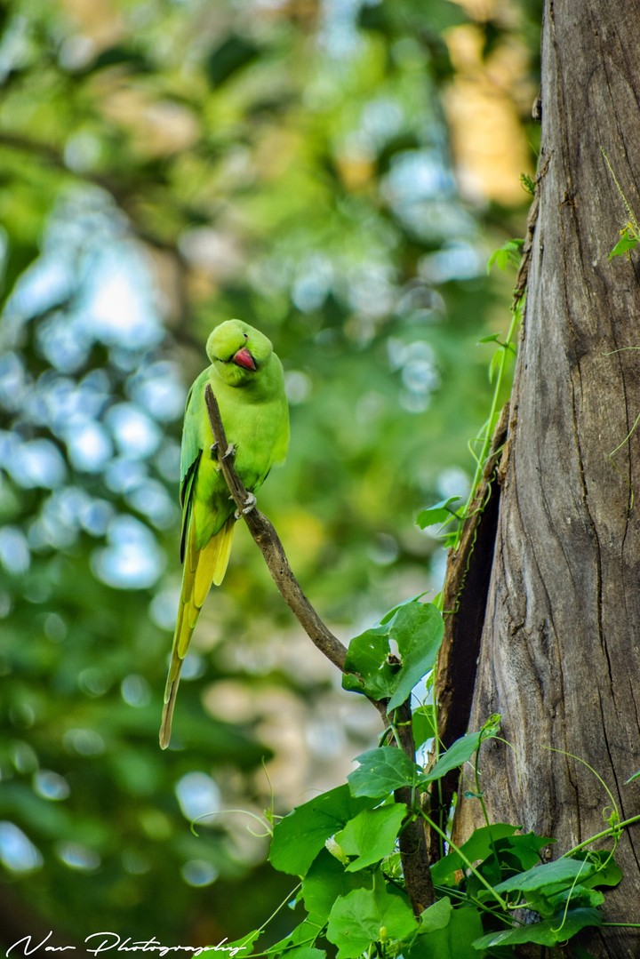 Parrot
