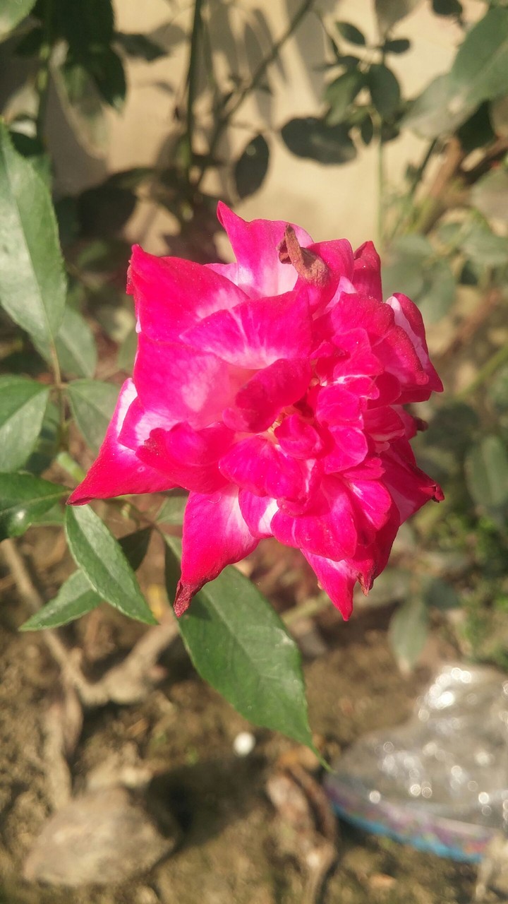 rose