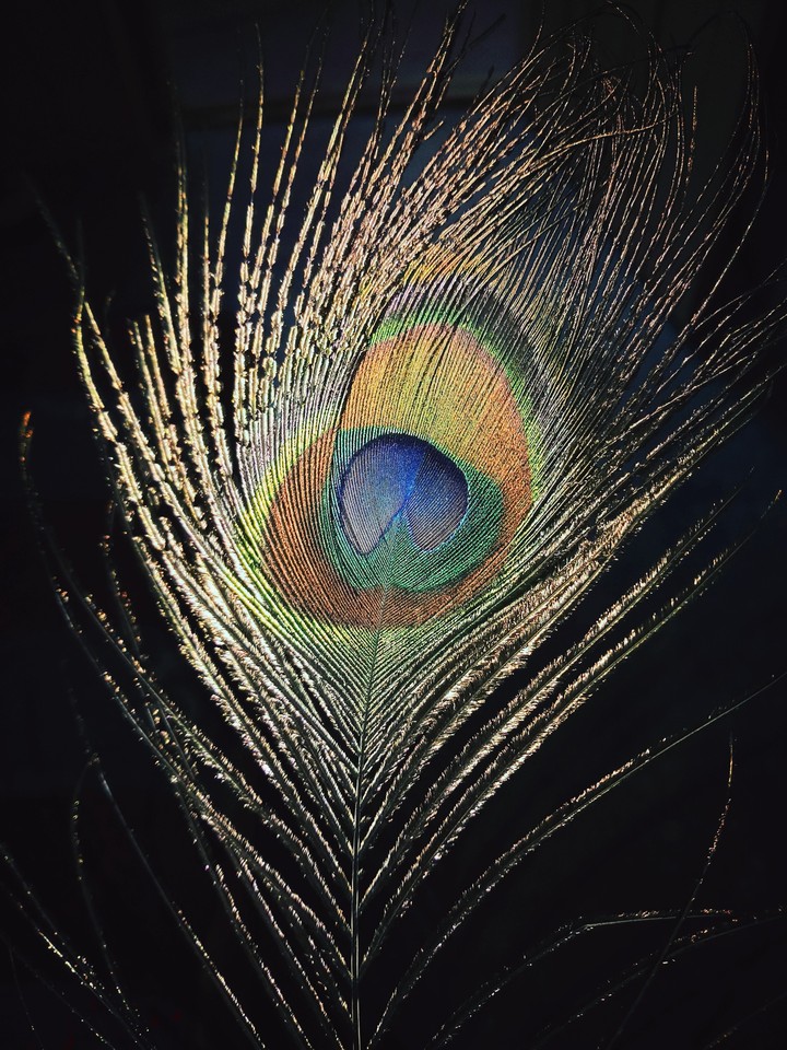 peacockpiece