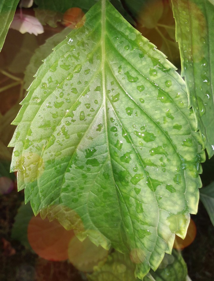 The spase leaf