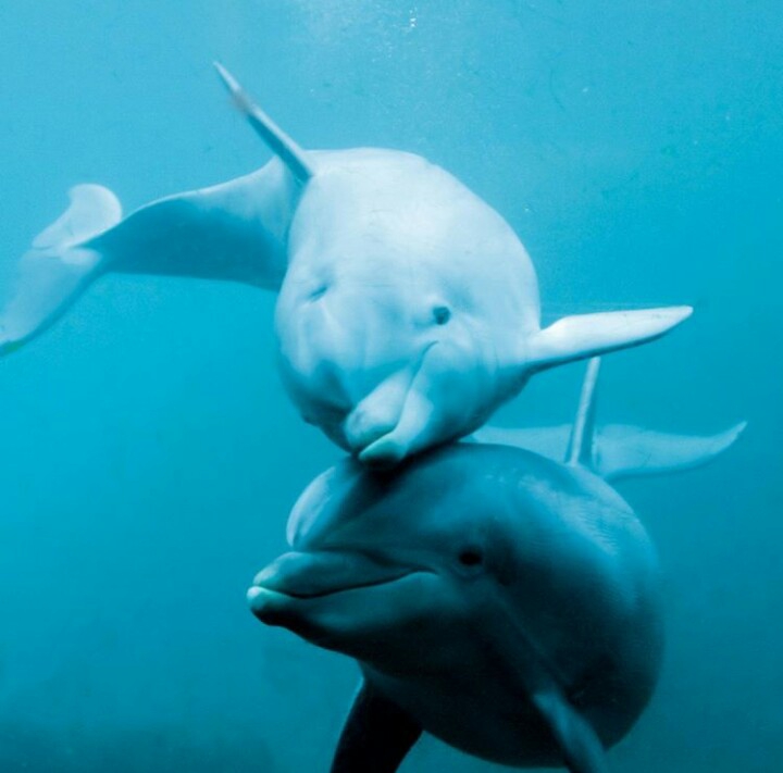 dolphins