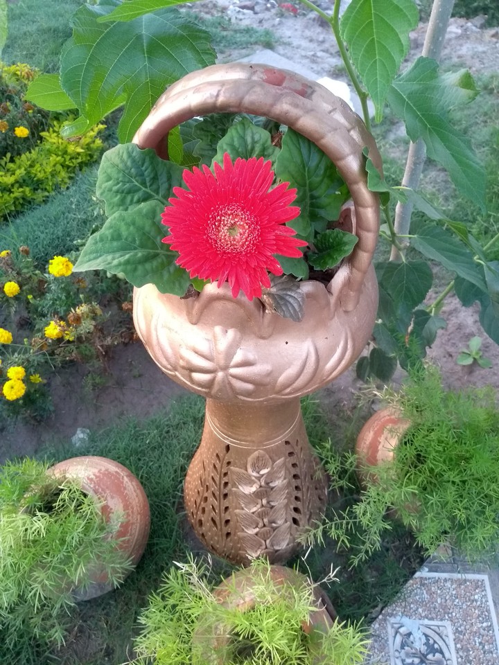 red flower