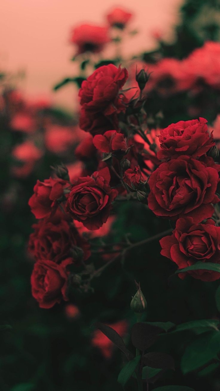 roses