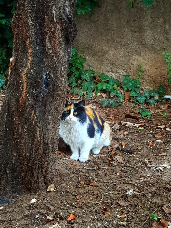 The cat