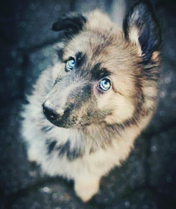dogs