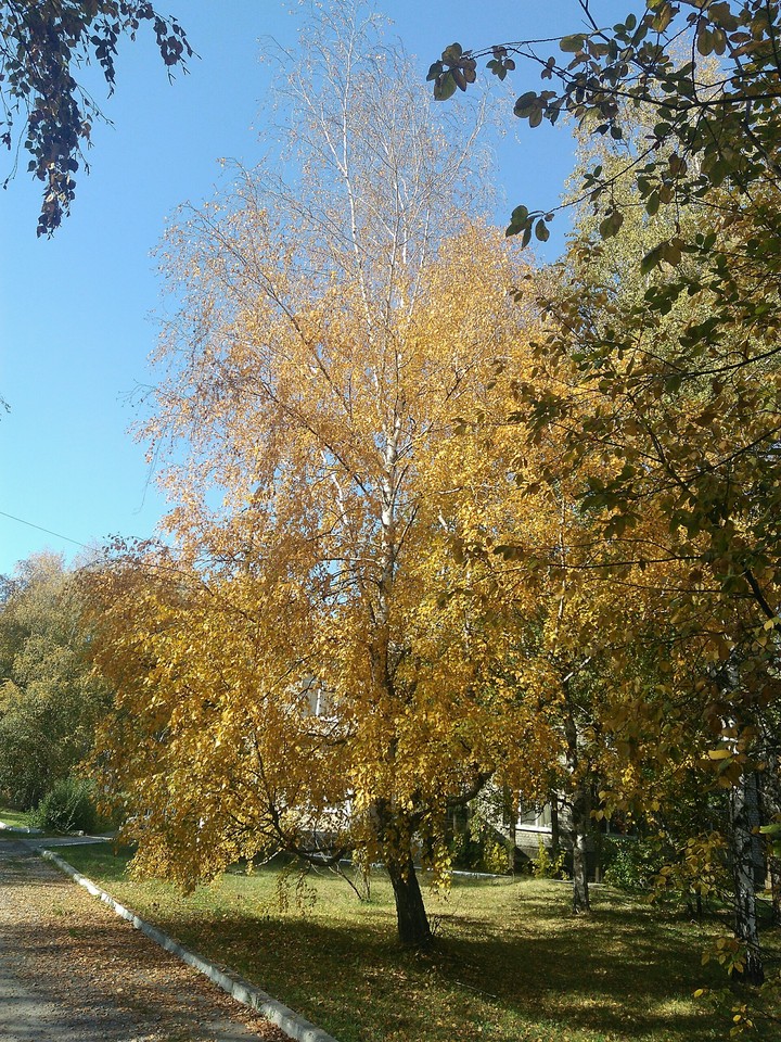 birch