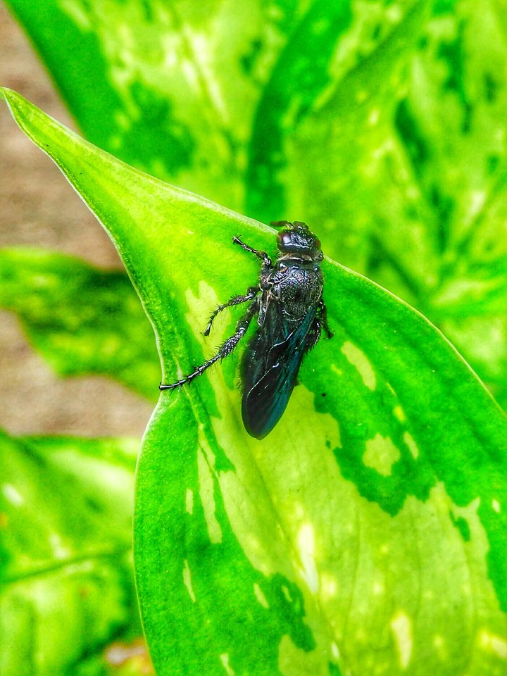 Beetle