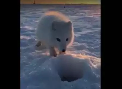 Песец