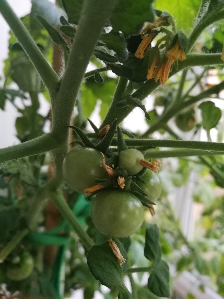 tomato