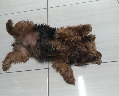 רקעים carnivoran, terrier