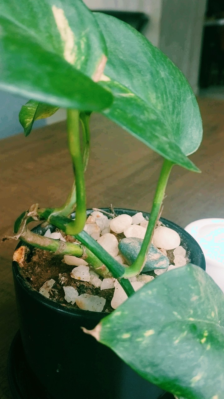 greenery in love