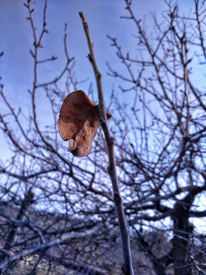 autumn