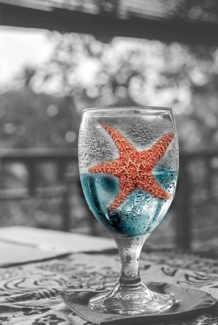 sea star