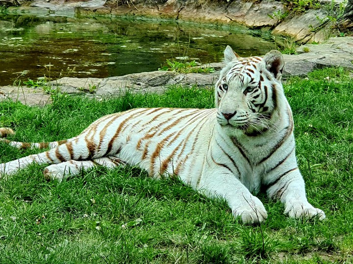 white tiger