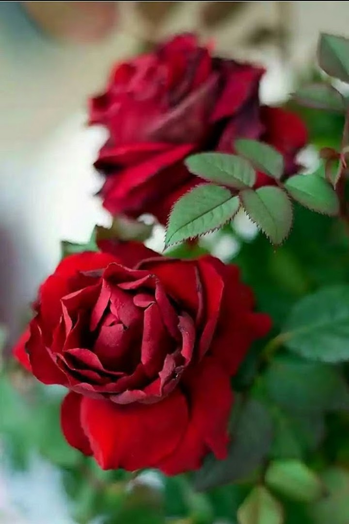 Red Queen