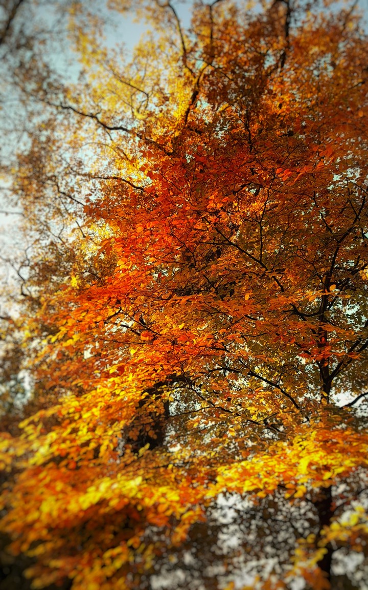 Autumn