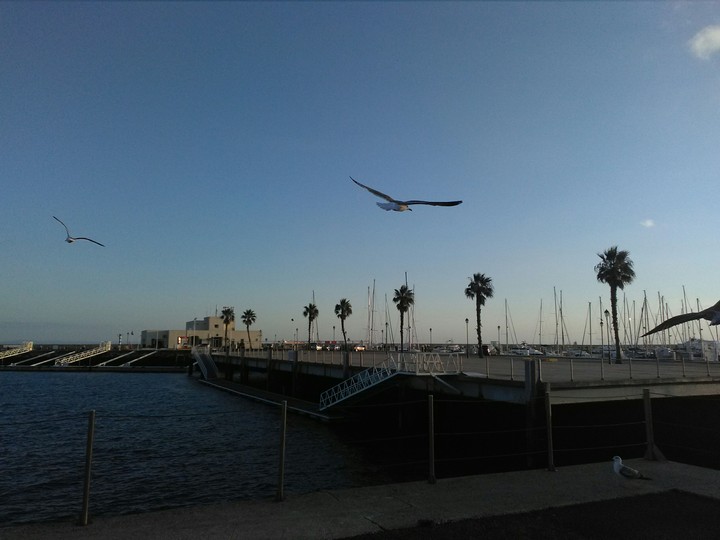 gull