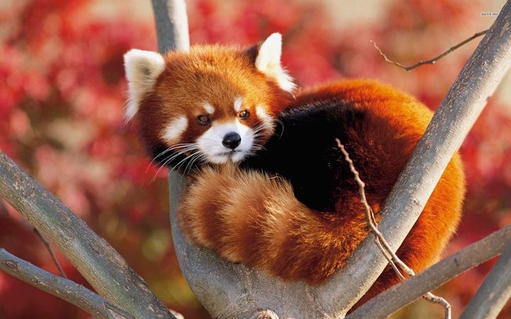 Adorable Red Panda