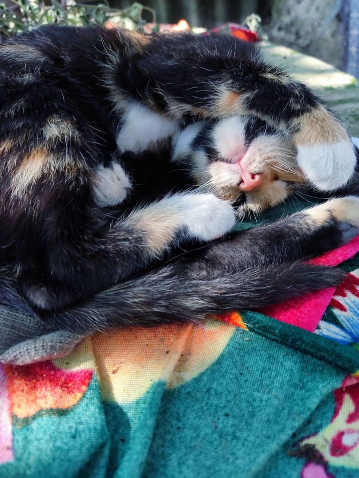 kitty Lith