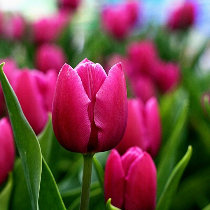 Pink Flowers