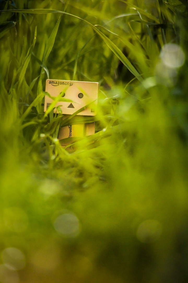 danbo