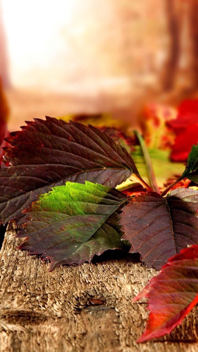 ~ AUTUMN LEAVES ~