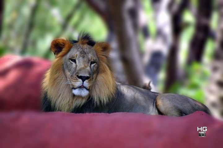 king of Jungle - Lion