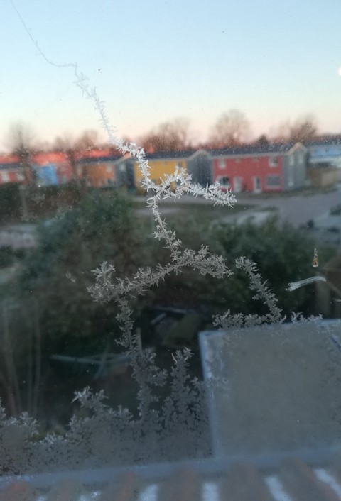 ice flower