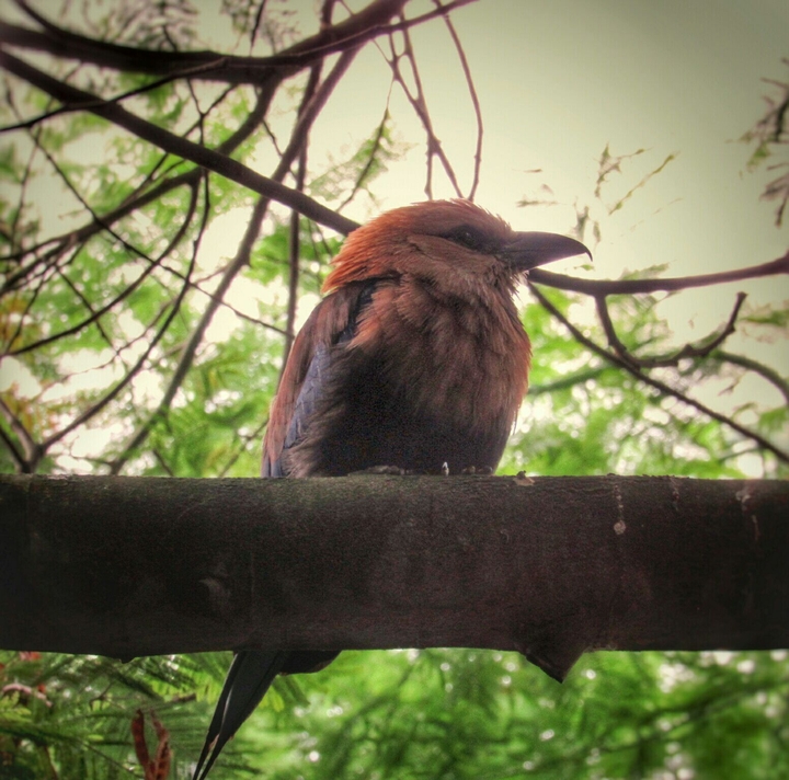 little bird