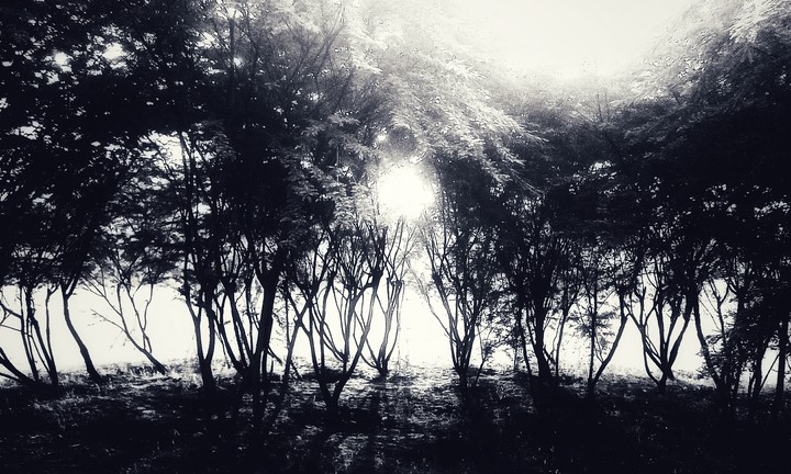 Dark shade