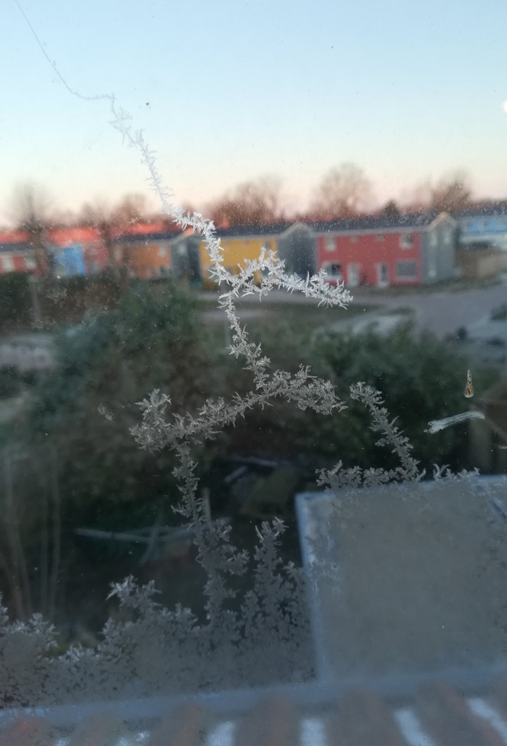 ice flower