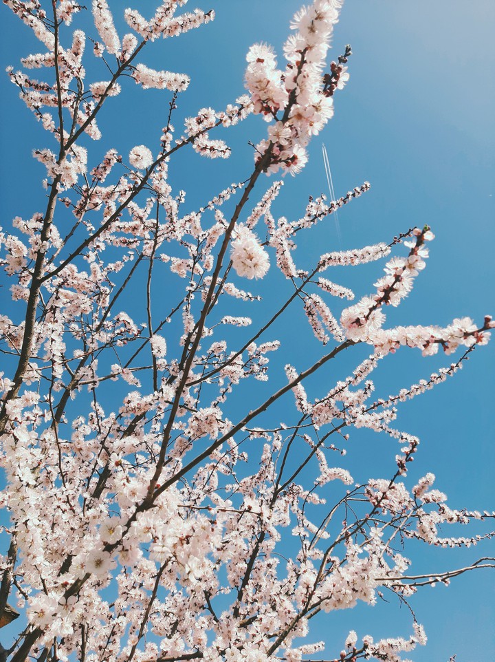 Cherry tree