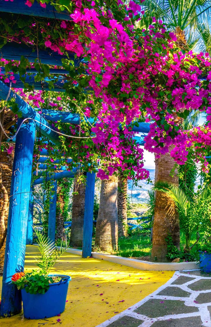 Bougainvillea