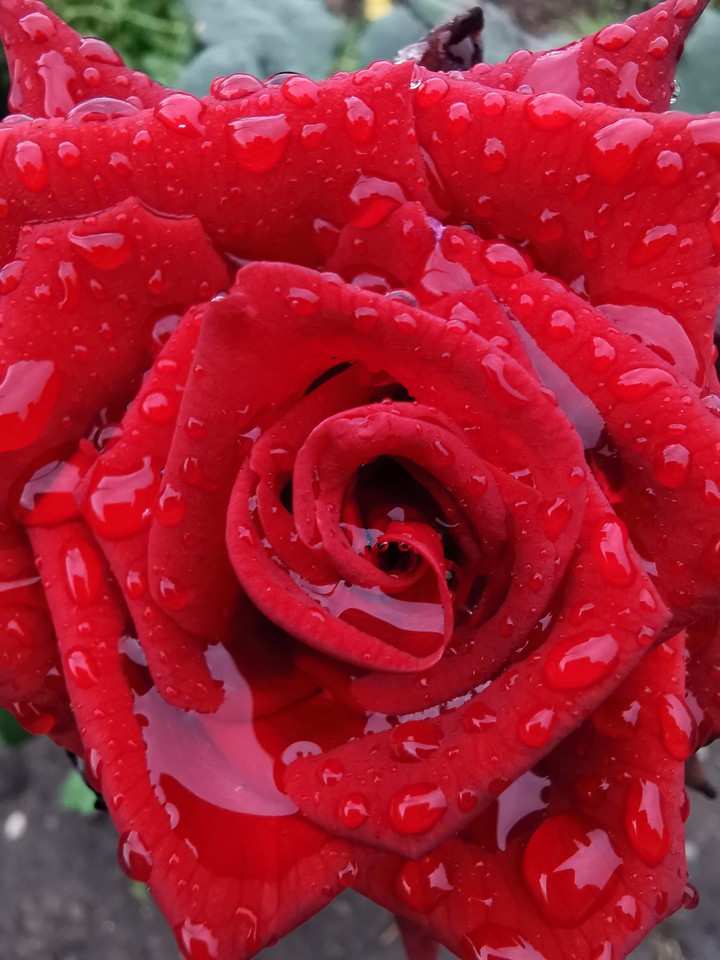 rose