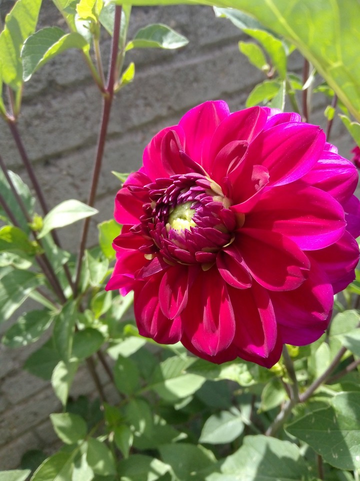 Dalia