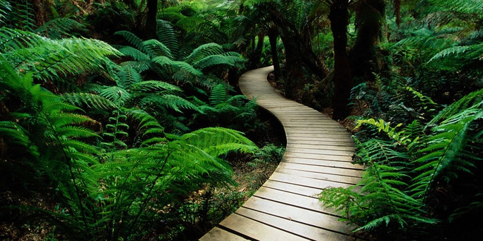 a road to natural world